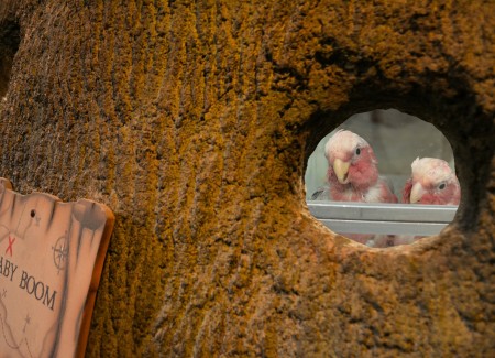 Papegaai kopen. Papegaai kopen.