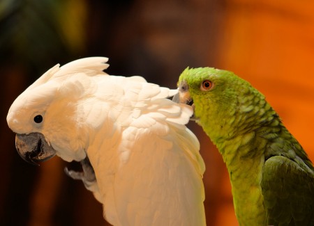 Verzorging Verzorging